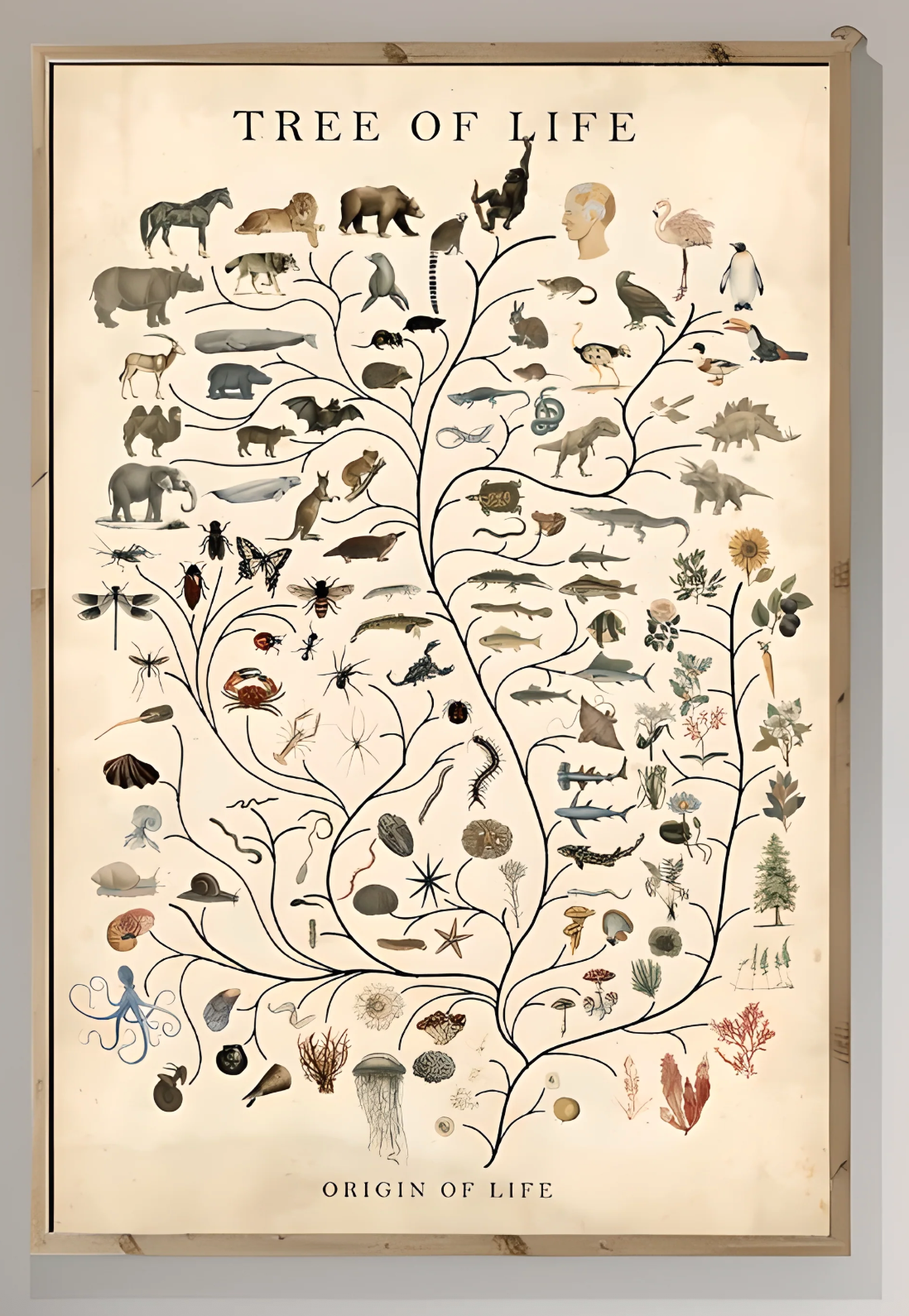 Tree of Life Art Poster ‚Äì Vintage Evolution Chart ‚Äì Biology Wall Art (main image)